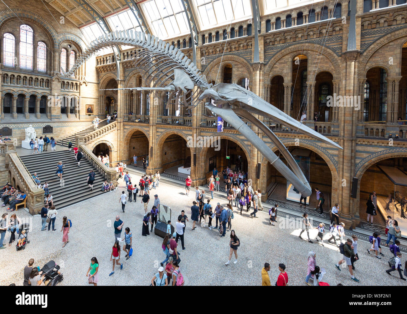Natural History Museum London Innenraum; Menschen in der Haupthalle (Hintze Halle) unter der Blauwal Skelett, South Kensington, London, Großbritannien Stockfoto