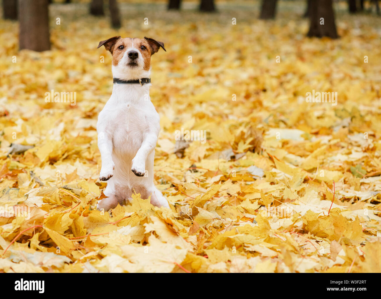 Hund sitzt auf Hinterbeinen in betteln Pose im Herbst (Herbst) Park Stockfoto
