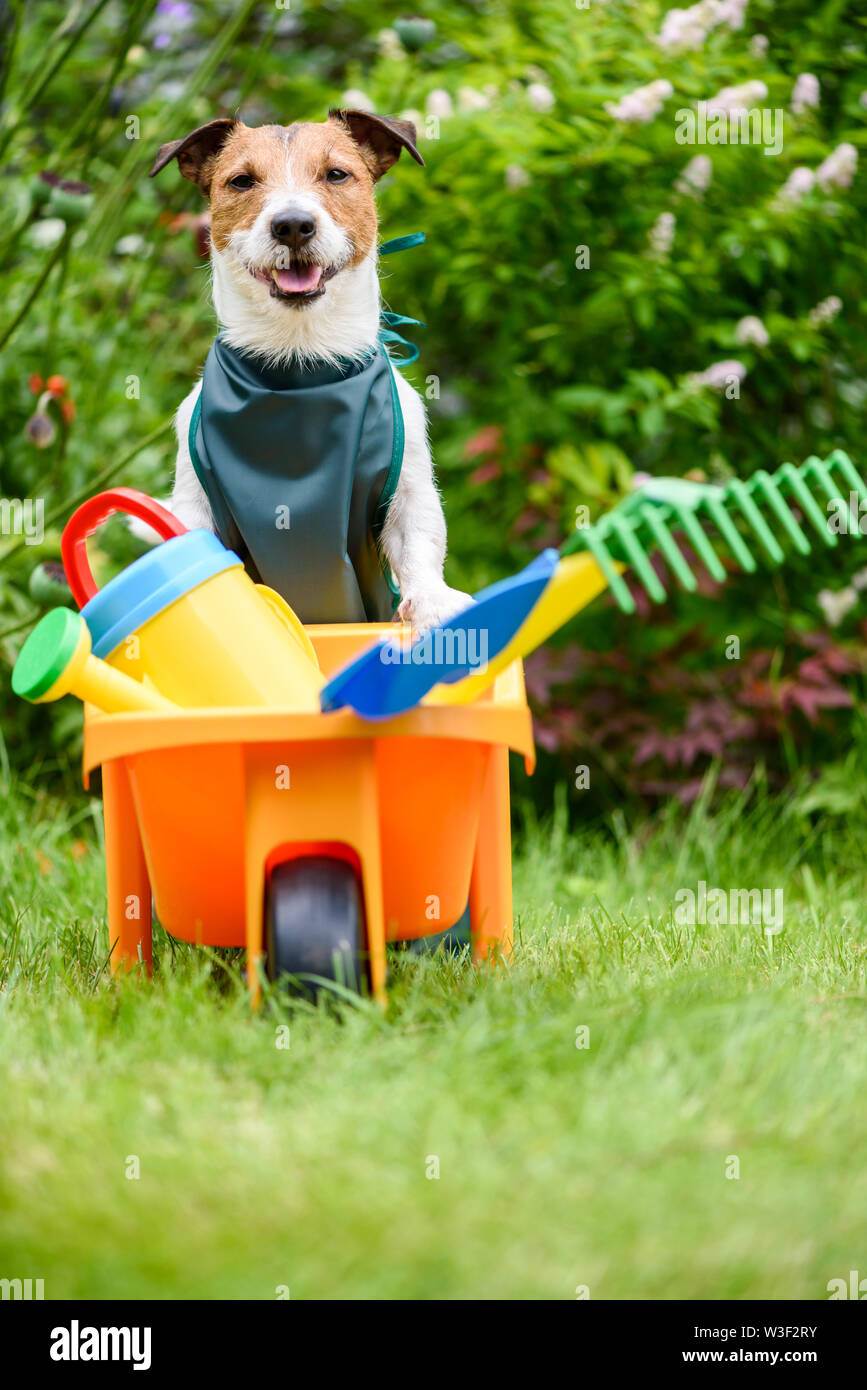 Garten, Hobby- und Aktivitäten im Freien Konzept - Lustige Hund im Garten arbeiten mit Spielzeug Tools Stockfoto