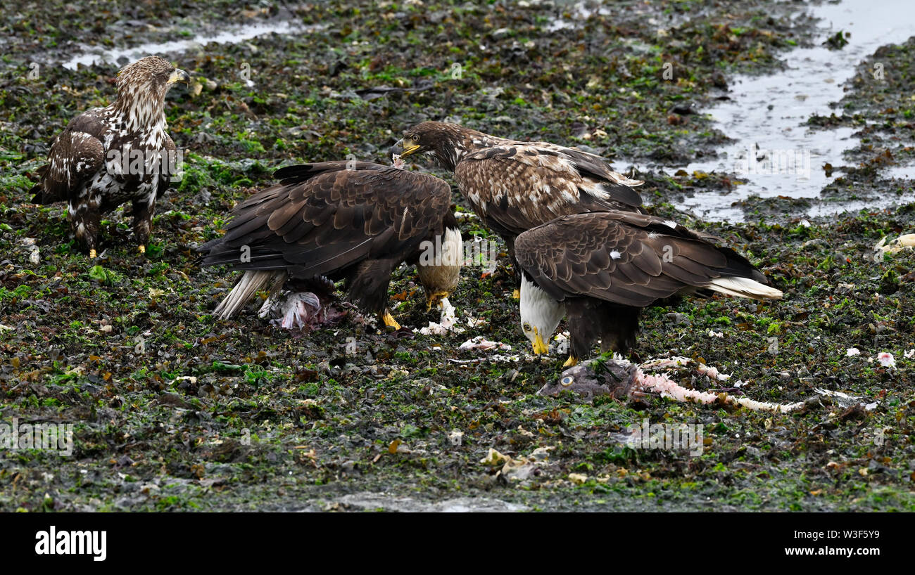 Adler Fisch essen, Campbell River, Vancouver Island, B.C. Kanada Stockfoto