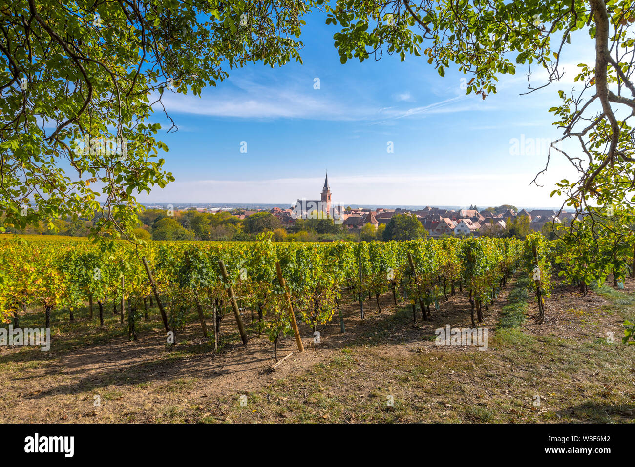 Idyllischer Blick auf den Ort Bergheim, Elsass, Frankreich, ländliche Landschaft mit Weinbergen und Nussbaum Stockfoto