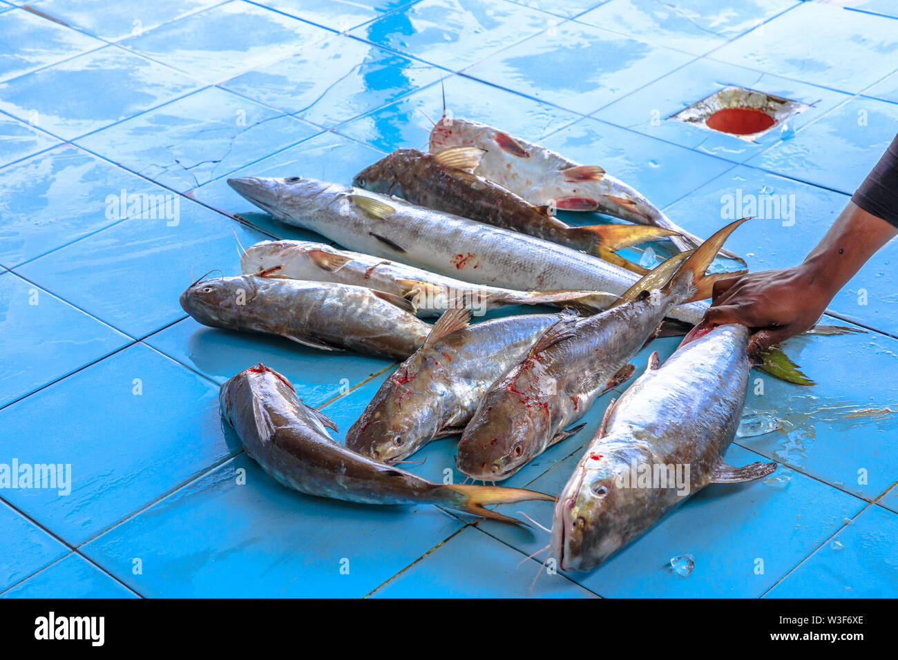 Schwadleger Fischauktion im Al Khor Fischmarkt, Al Khor in der Nähe von Doha in Katar, Naher Osten, Arabische Halbinsel. Stockfoto