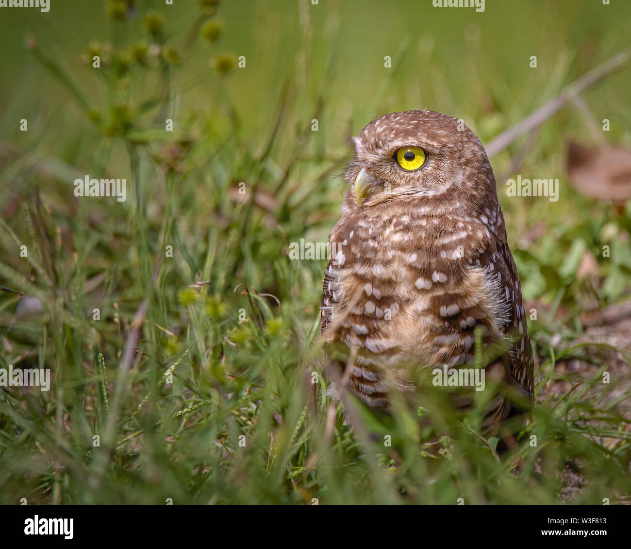 Eine grabende Eule steht Alarm in den Everglades. Diese sind sehr kleine Eulen, die Sie in diesem Bild sagen kann, da es im Gras stand. Stockfoto