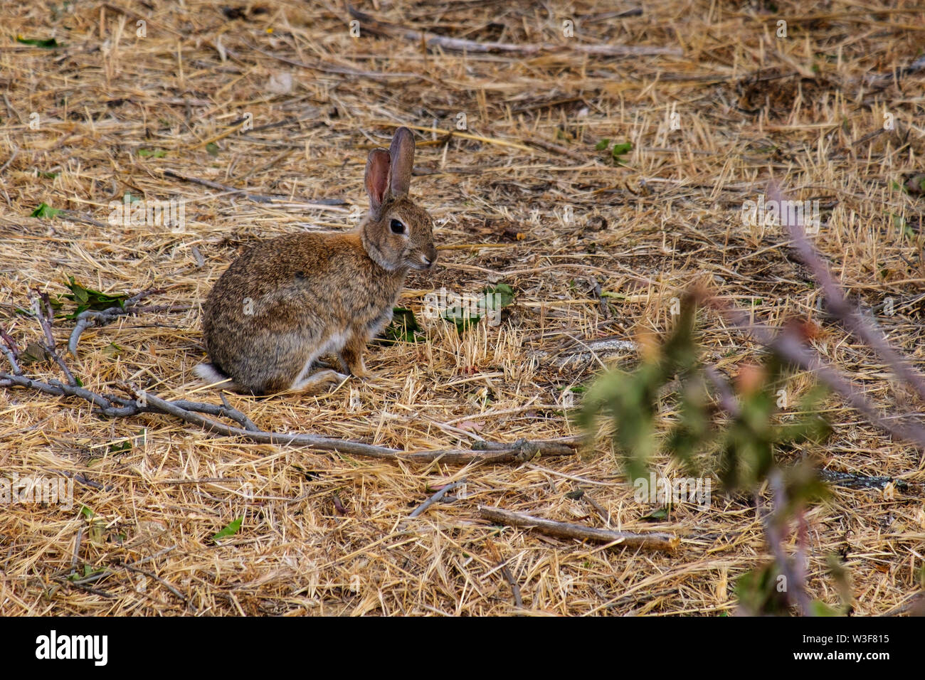Europäische Kaninchen. Oryctolagus cuniculus. Avila, Castilla León, Spanien Europa Stockfoto