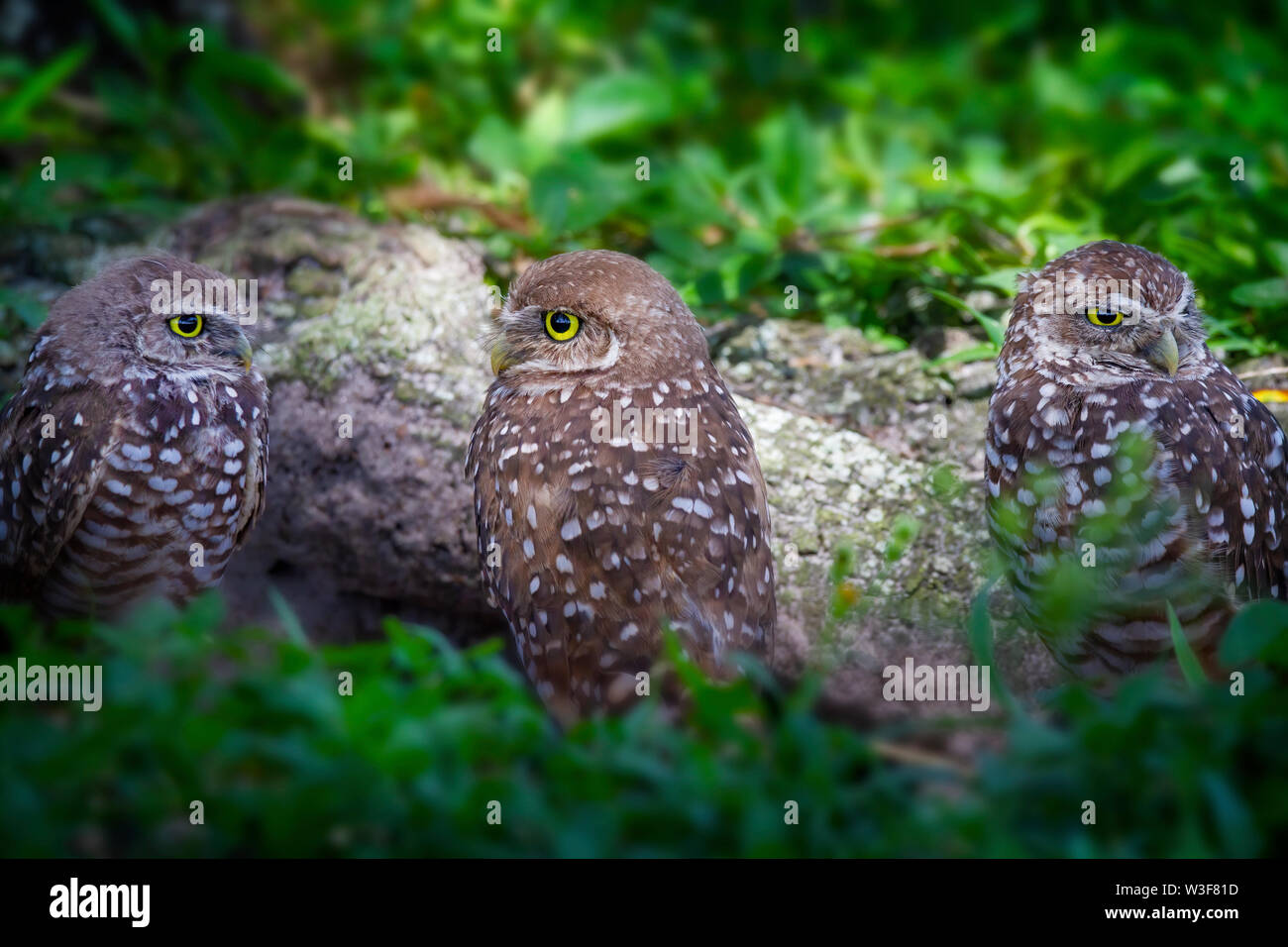 Eine Familie von sehr wachsam Grabens der Eulen an einem Sommertag in den Florida Everglades. Die kleinen und niedlichen Grabens der Eule begünstigt Wiesen und weite Räume. Stockfoto