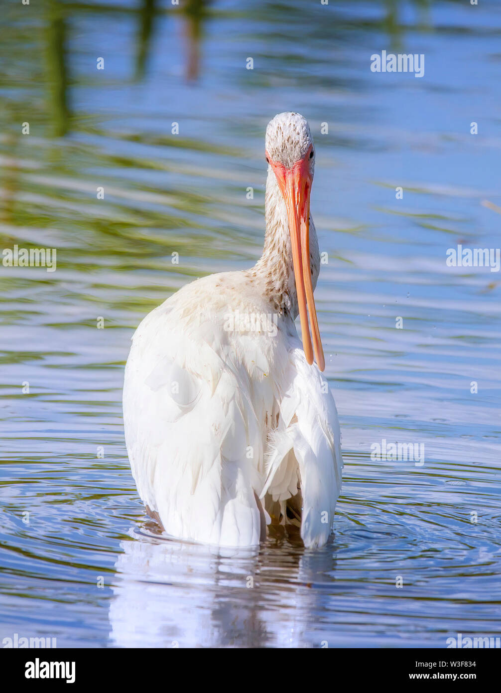 Eine weiße Ibis hat einige Putzen nach einem Bad in einer seichten Bucht. In den Florida Everglades fotografiert. Stockfoto