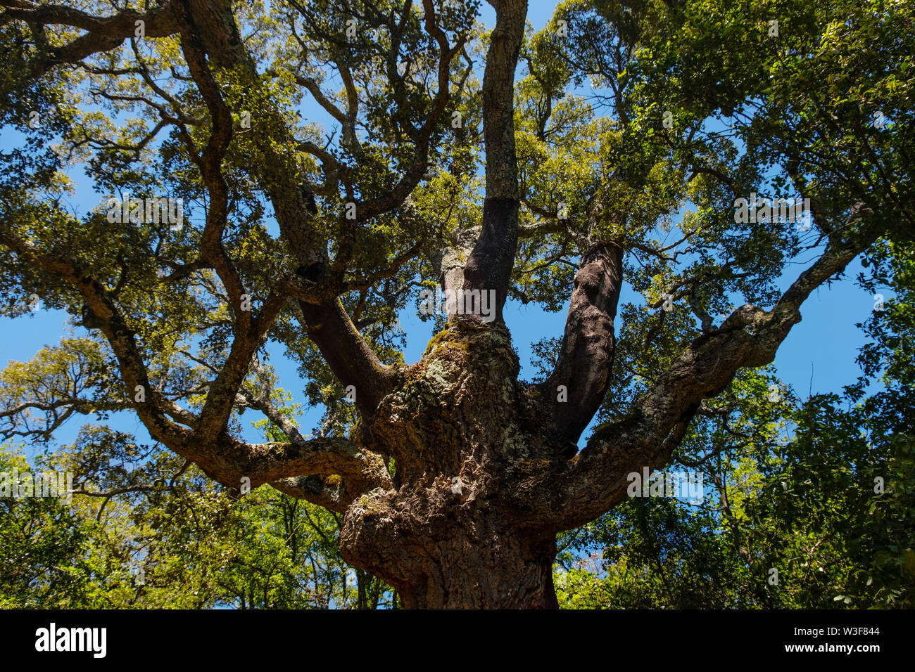 La Sauceda, Korkeichenwald. Naturpark Los Alcornocales, Cortes de la Frontera. Provinz Malaga, Andalusien, Südspanien Europa Stockfoto