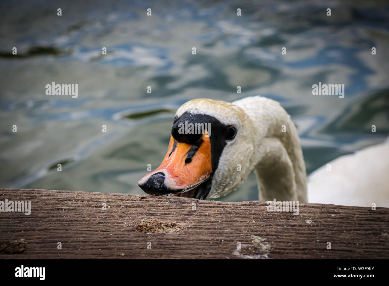 Höckerschwan Hungrig Stockfoto