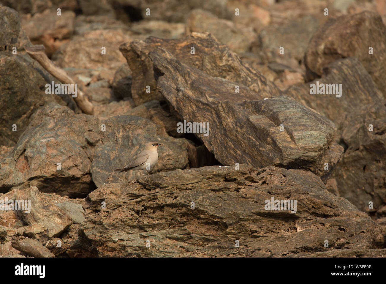Pratincole sitzt auf Felsen - fotografiert bei Bhadra Wildlife Sanctuary (Karnataka, Indien) Stockfoto