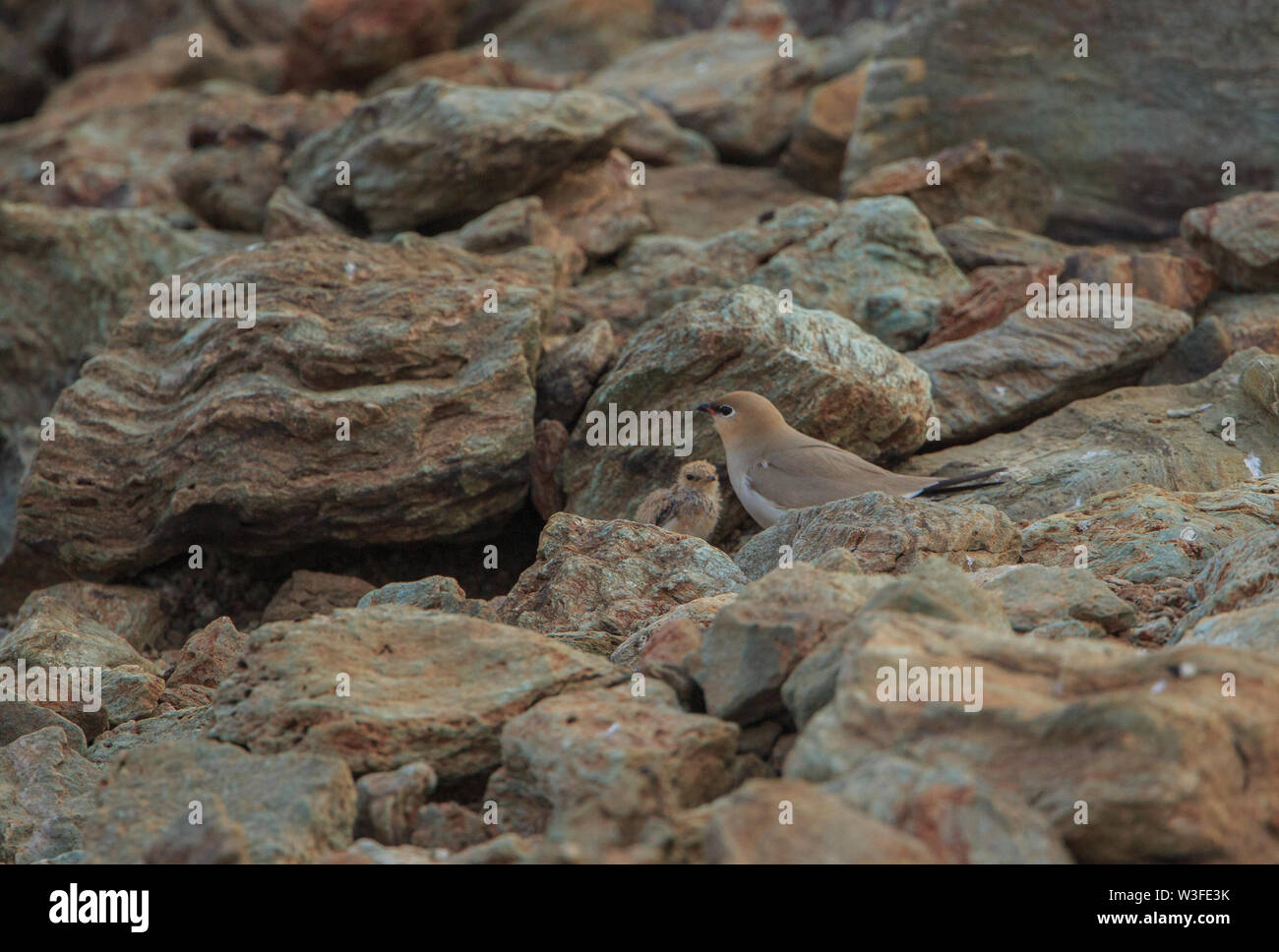 Pratincole sitzt auf Felsen - fotografiert bei Bhadra Wildlife Sanctuary (Karnataka, Indien) Stockfoto