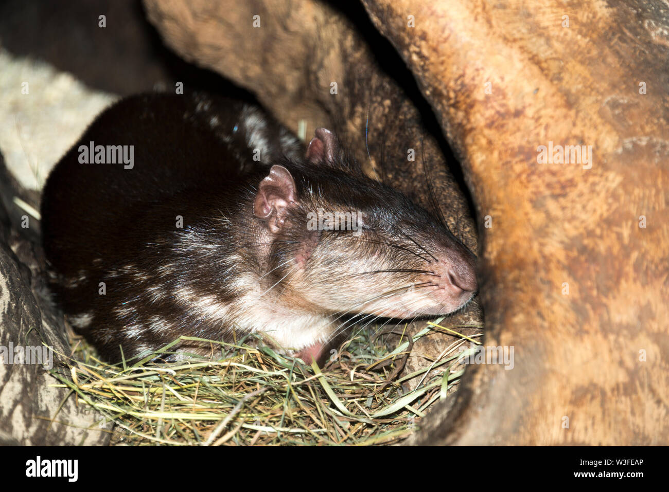 Lowland Paca (Cuniculus paca) schlafen Stockfoto