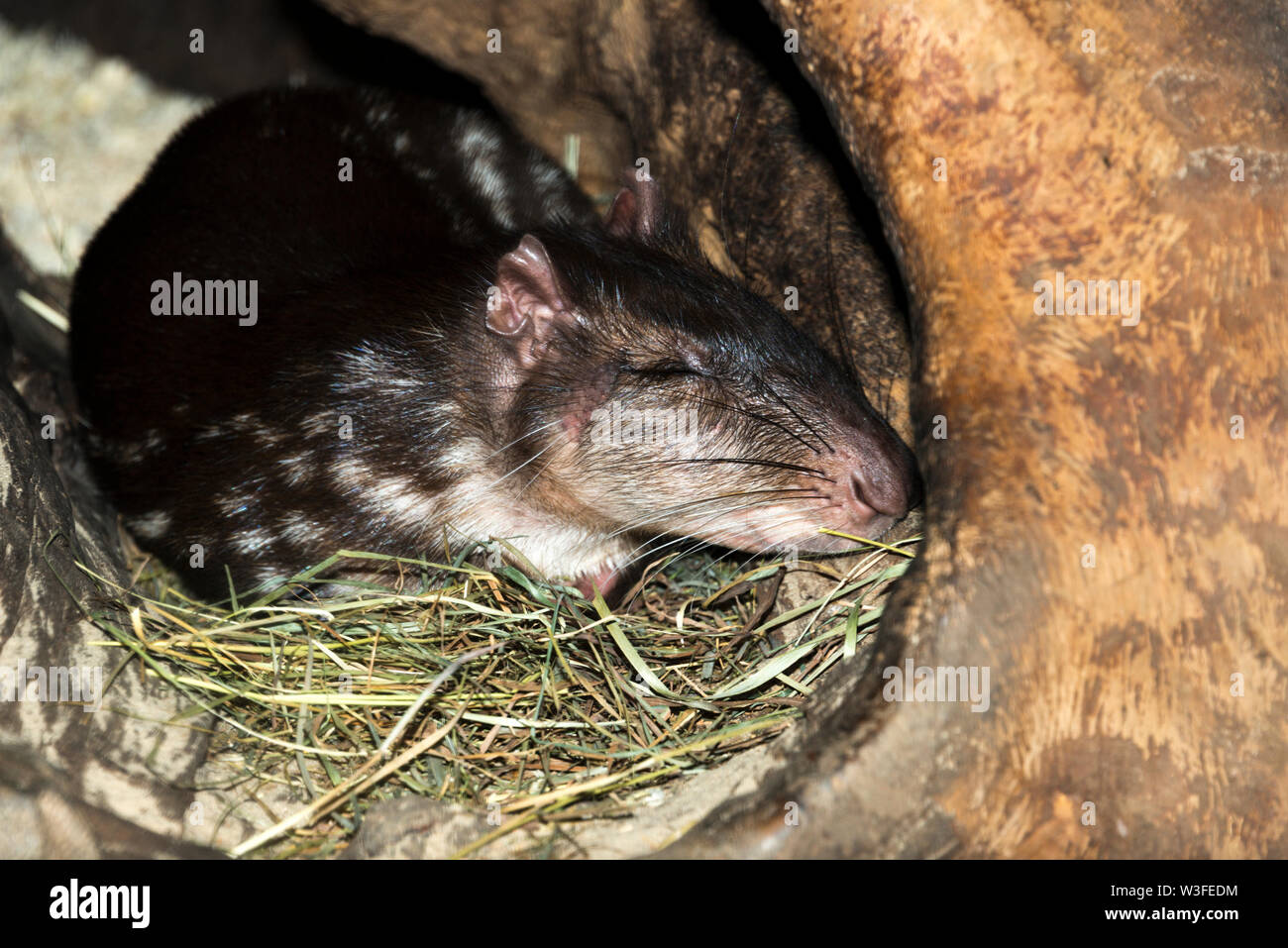 Lowland Paca (Cuniculus paca) schlafen Stockfoto