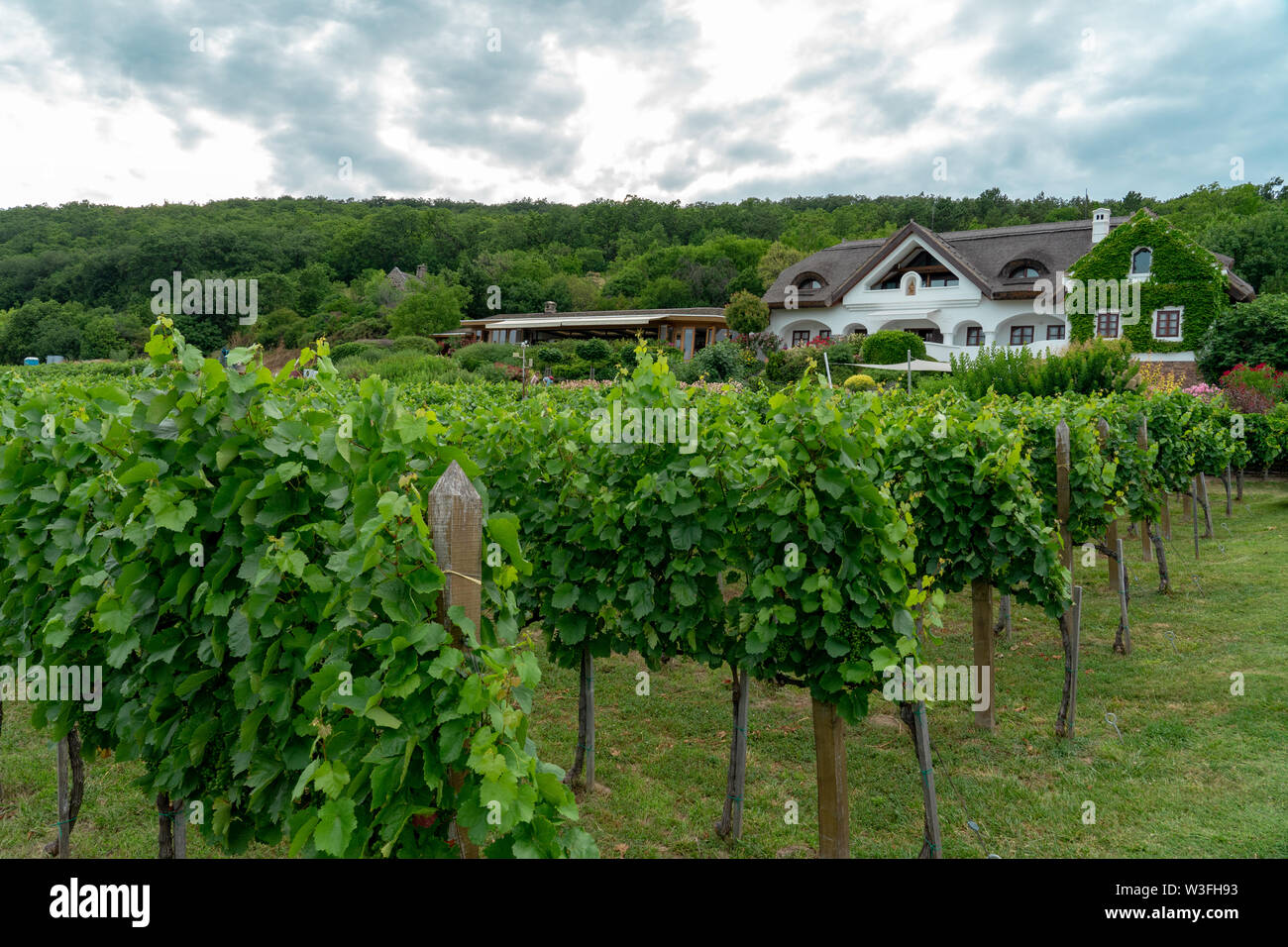 Csopak, Ungarn, 06.10.2019: Schöner Weinberg Zeilen und Weingut in Csopak neben dem Plattensee am Sommer, der Saint Donat Stockfoto