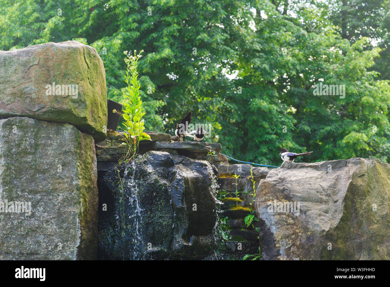 Schöne Eurasischen oder Europäischen magpie, Gemeinsame magpie Vogel hocken auf einem Stein. Stockfoto