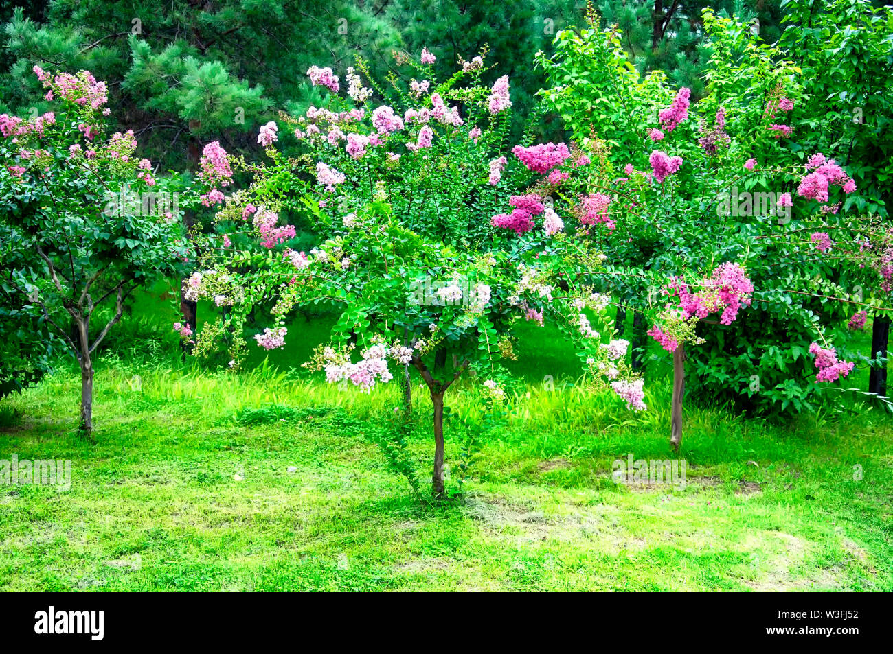 Blühende crepe Myrtle Bäume oder den lateinischen Namen Lagerstroemia Indica in Xian, China in der Provinz Shaanxi. Stockfoto