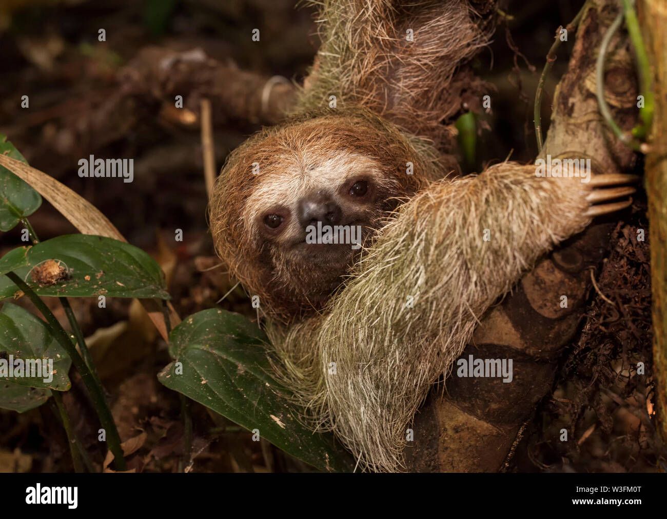 Brown-Throated drei Toed Sloth Stockfoto
