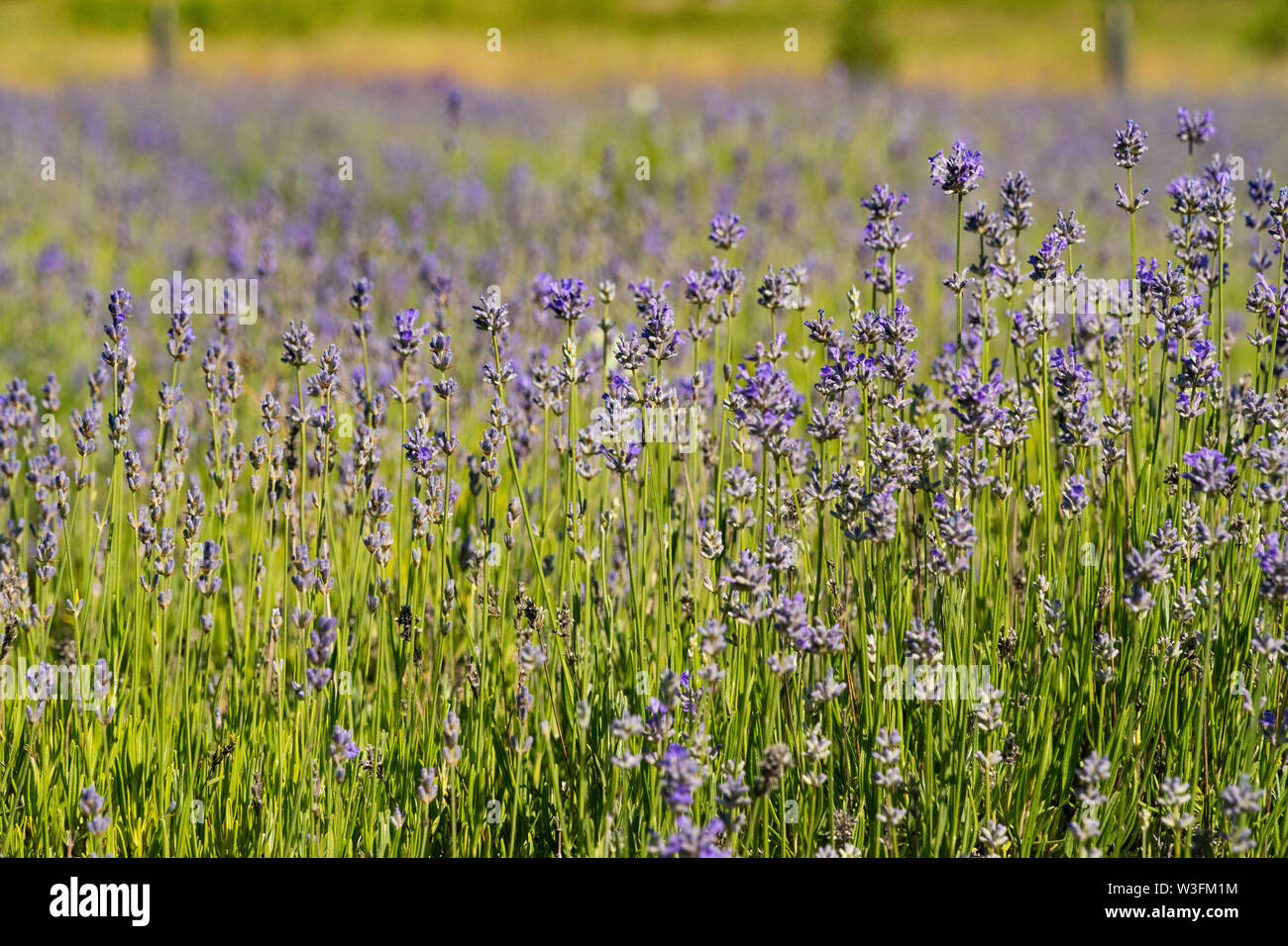 Ein Feld voller Lavendel im Sonnenlicht. Stockfoto