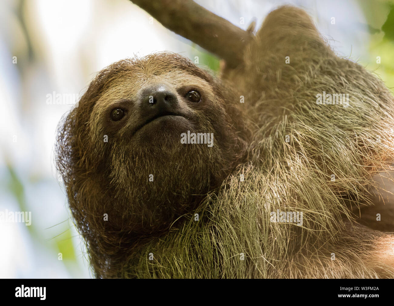 Brown-Throated drei Toed Sloth Stockfoto