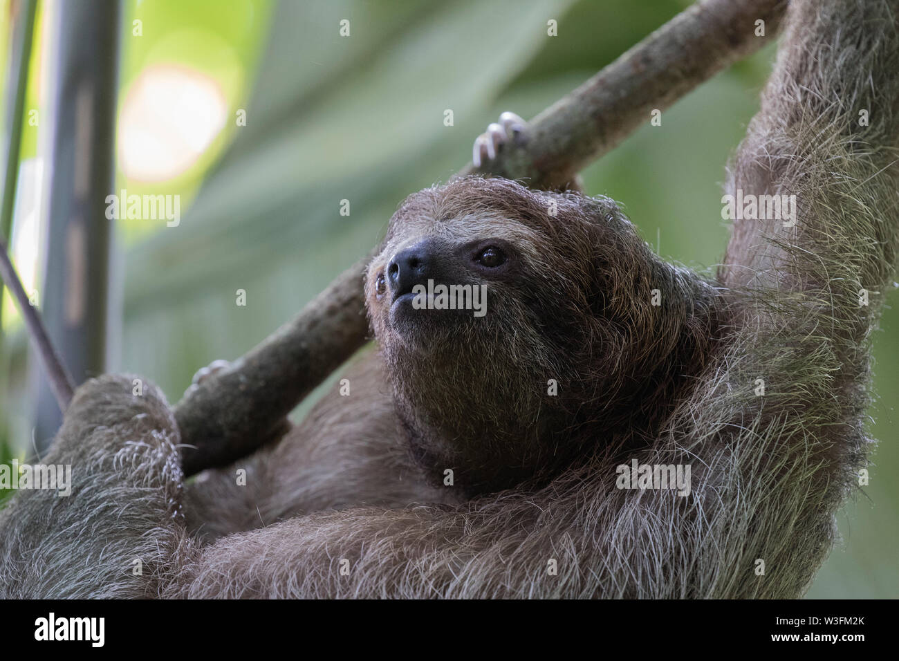 Brown-Throated drei Toed Sloth Stockfoto