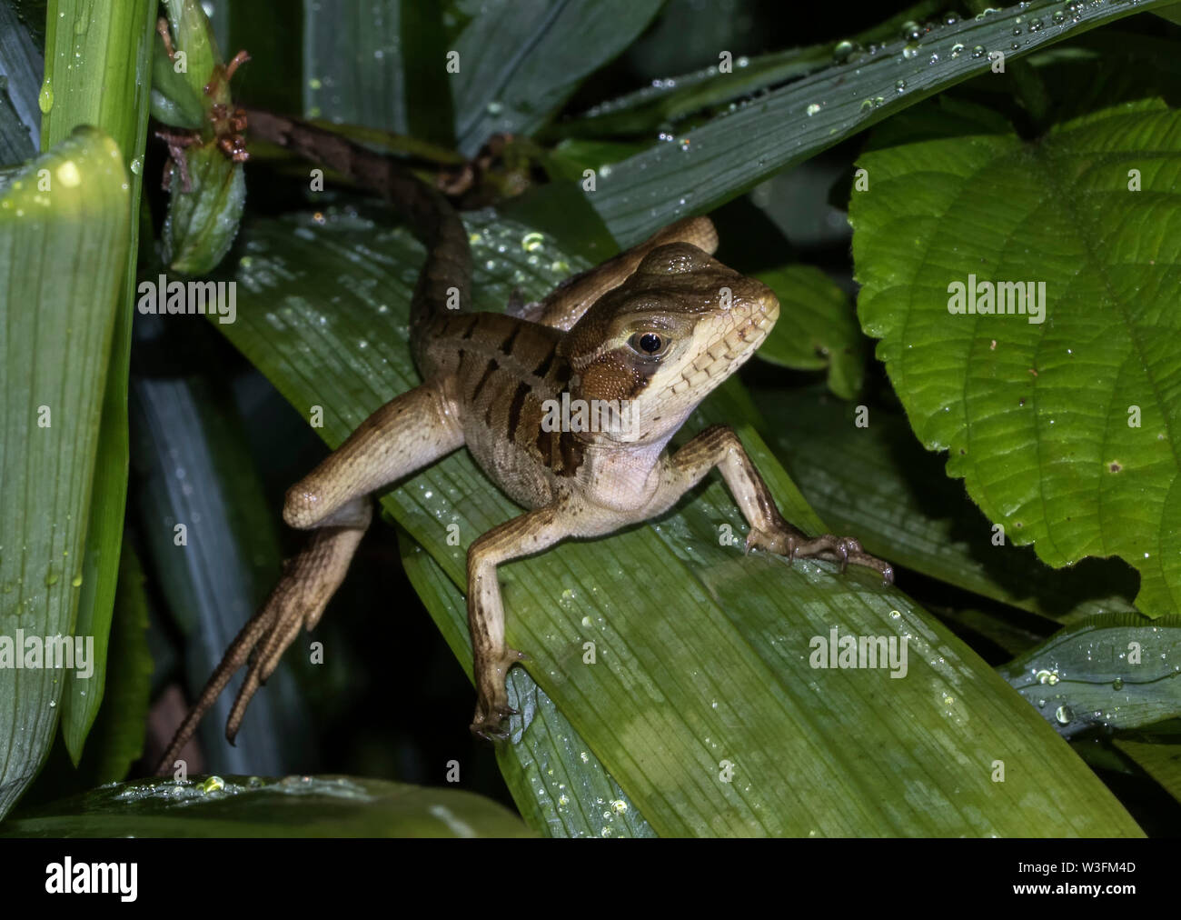 Brauner Basilisk Stockfoto
