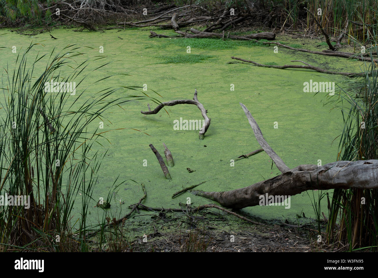 Foto von einem kleinen grünen Sumpf im natürlichen Zustand Brücken Park in Santa Cruz, Kalifornien. Stockfoto