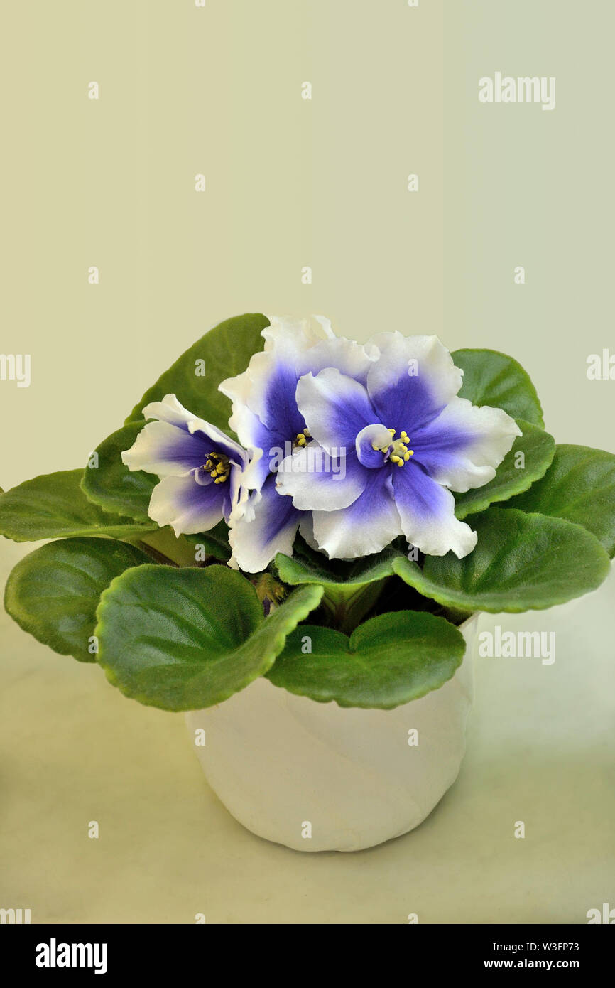 Schöne blühende Pflanze von Senpolia in Topf mit blauen und weißen Blütenblättern (Humako Zoll). Dekorative Kübelpflanzen Zimmerpflanze schließen bis auf pastellfarbenen Hintergrund Stockfoto