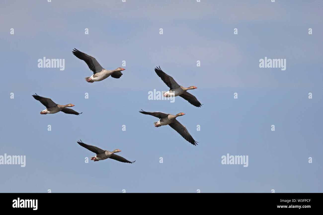 Fliegende Ganse Stockfotos Und Bilder Kaufen Alamy
