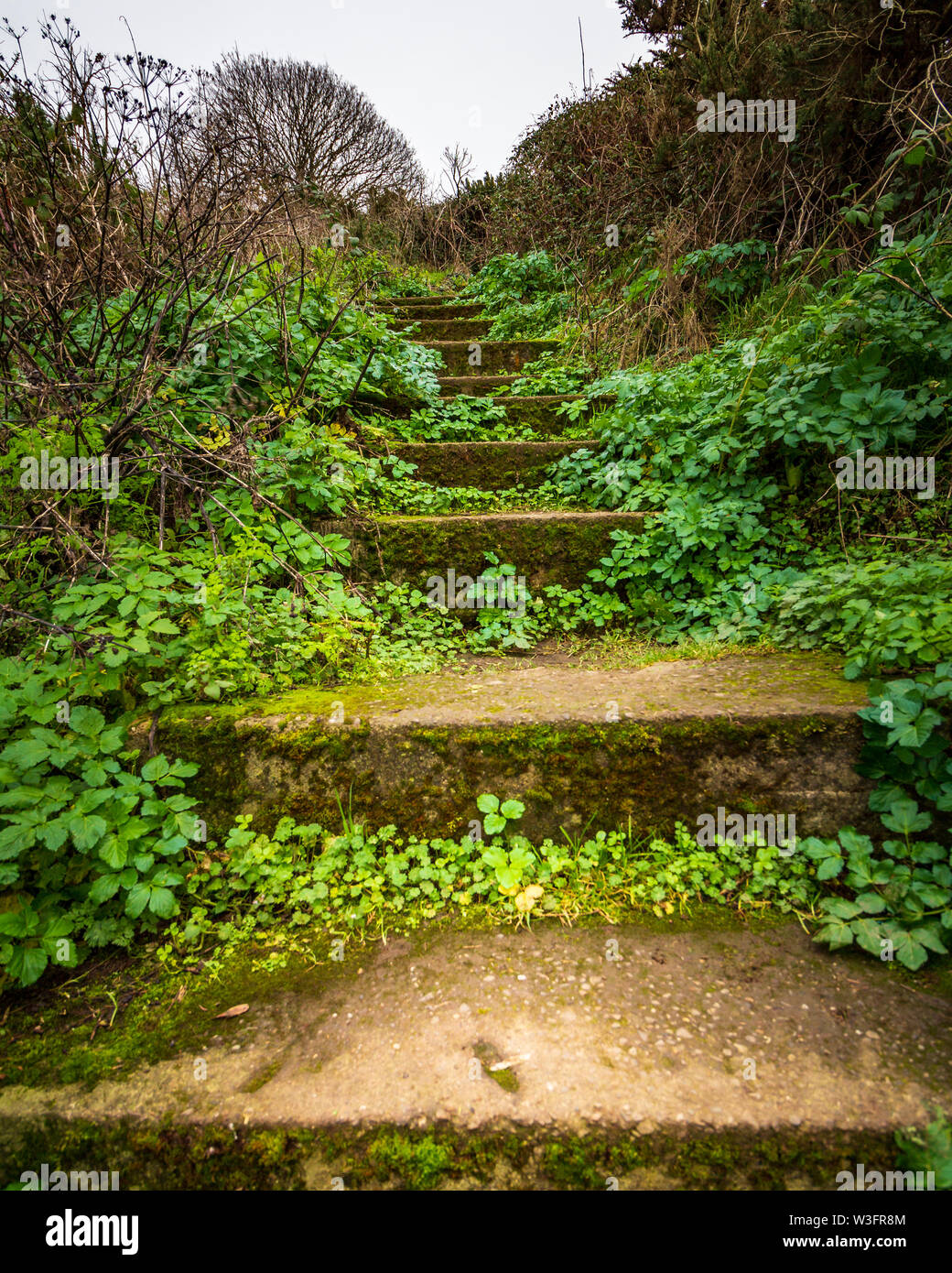 Moos bedeckt und bewachsene Treppe auf einem Wanderweg Bray Head, County Wicklow, Irland gefunden Stockfoto