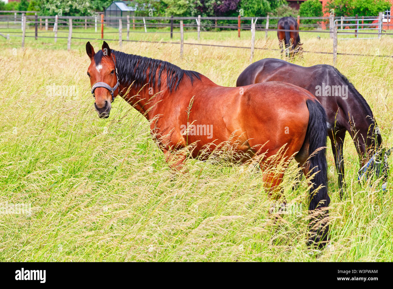 Pferd gemächlich im hohen Gras und schauen in die Kamera. Hiltrup, Deutschland Stockfoto