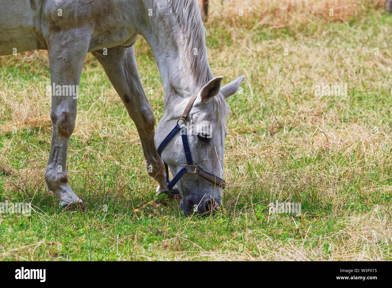 Nahaufnahme von einem Pferd beim Weiden auf der grünen Wiese Stockfoto