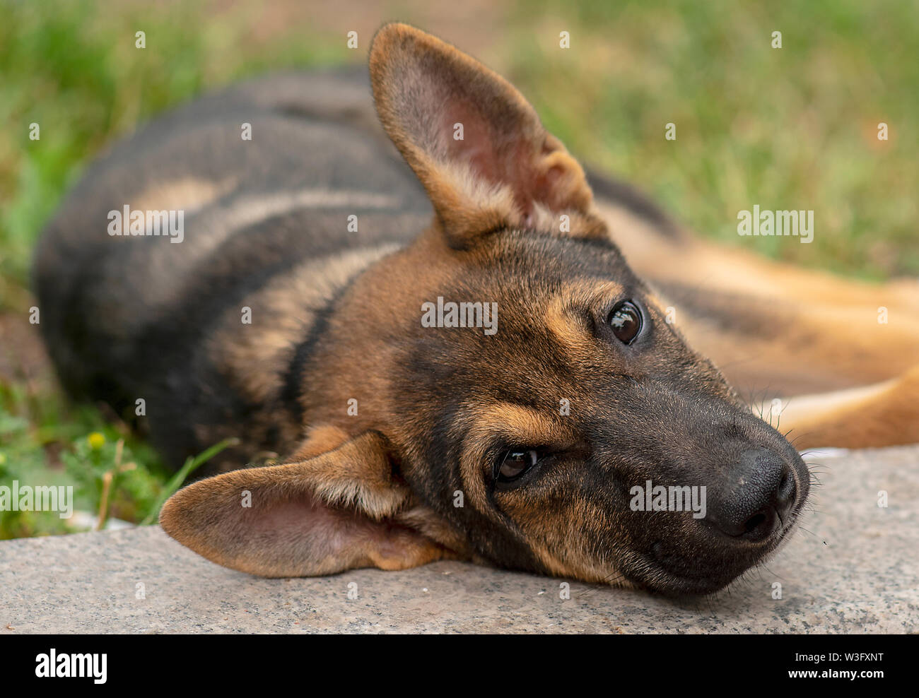 Porträt eines Heimatlosen puppy dog ​​Lying auf dem Gras Stockfoto
