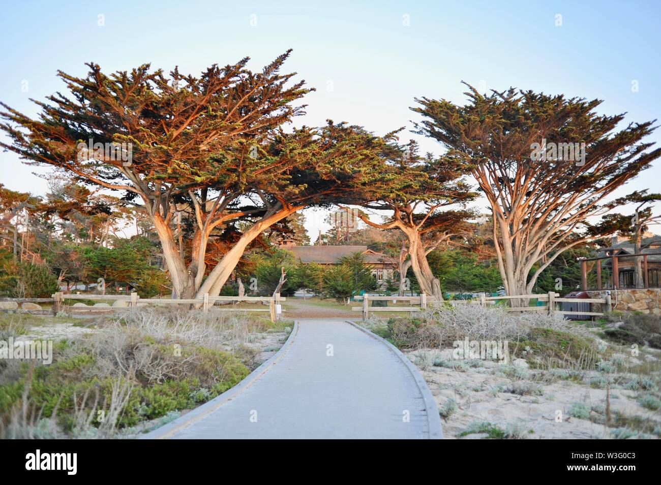 Boardwalk weg über ökologisch empfindlichen Vegetation, in Dünen in Asilomar Conference Center, Pacific Grove, Kalifornien, USA gelegen Stockfoto