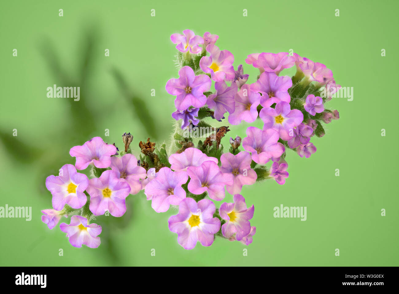 Pink vergiss Mich nicht Blumen vor einem grünen Hintergrund isoliert Stockfoto