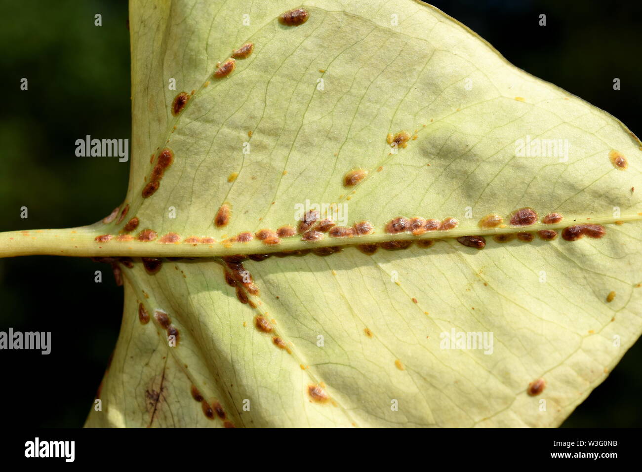 Blatt von Skala Insekten schwer befallen coccoidea Stockfoto