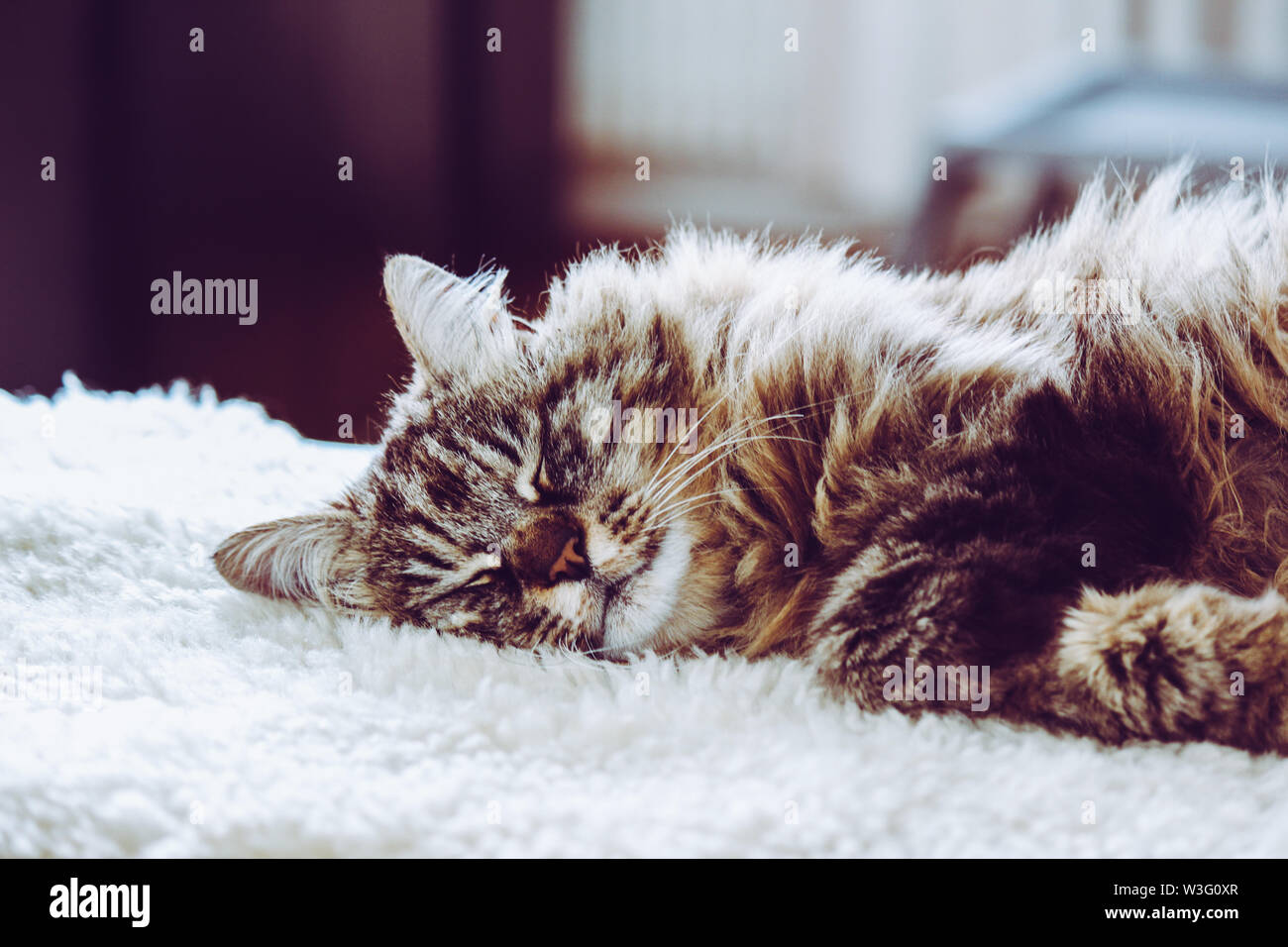 Adorable schlafende Katze. Grau kitty hält ein Nickerchen. Tier schlafen, Tier nap. Süße Tiere. Die Katze liegt auf weißen flauschigen Decke. Niedlichkeit, Unschuld Konzept. Stockfoto