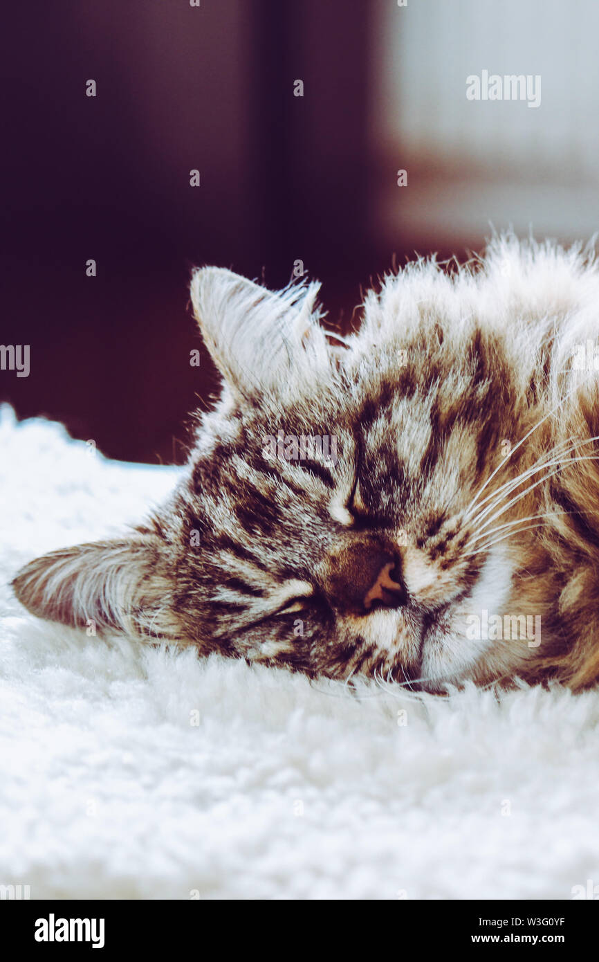 Adorable schlafende Katze. Grau kitty hält ein Nickerchen. Tier schlafen, Tier nap. Süße Tiere. Der Persischen Katze liegt auf weißen flauschigen Decke. Niedlichkeit, Unschuld Konzept. Weiches, weißes Licht. Stockfoto