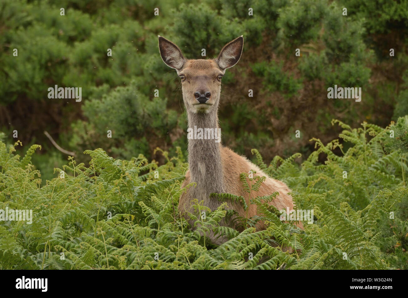 Eine wilde Hirsche unter Bracken im nördlichen schottischen Highlands Stockfoto