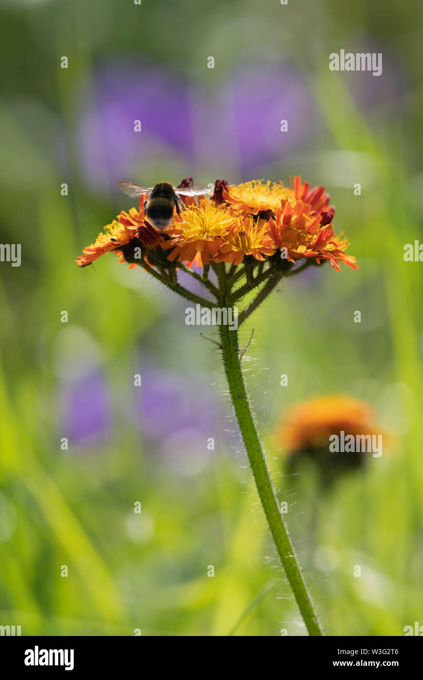 Ein white-tailed Hummel (Bombus Lucorum) Anfahren der Wildflower 'Fuchs und Cubs (Pilosella Aurantiaca), auch bekannt als 'Missionary Unkraut' Stockfoto