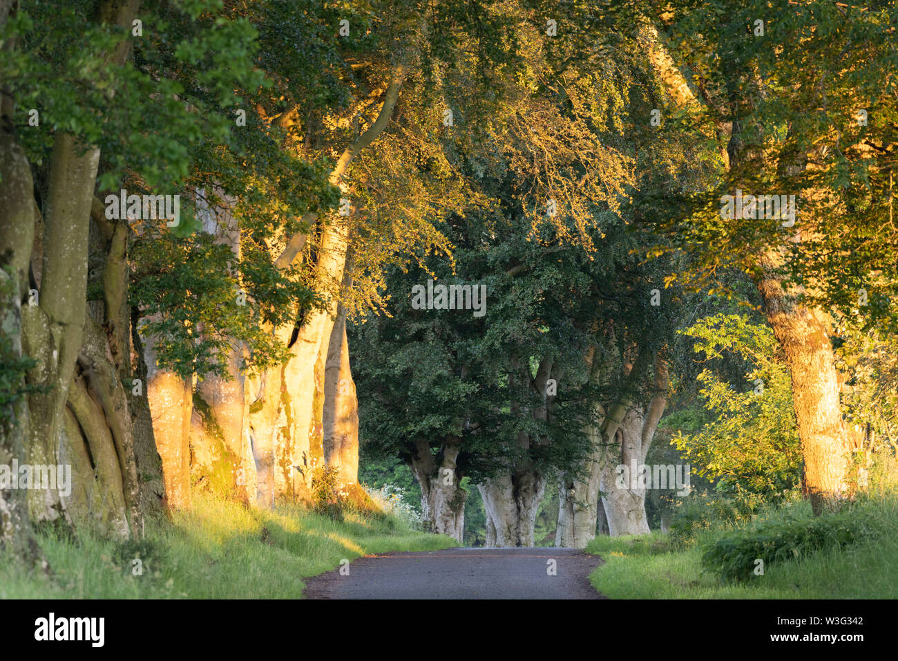 Die ersten Sonnenstrahlen leuchten Buche Bäume ein Feldweg in Aberdeenshire Stockfoto