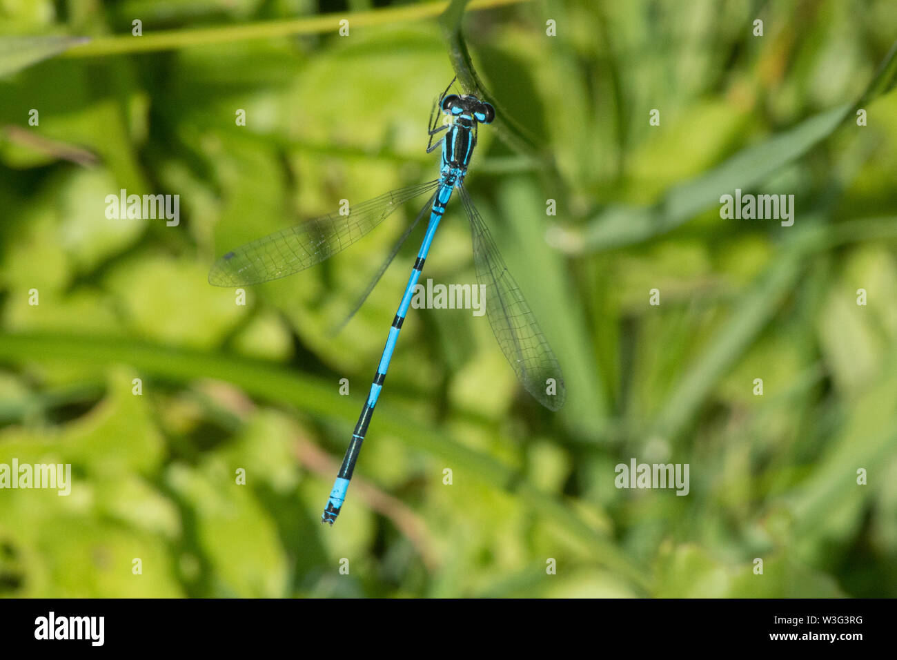 Hufeisen-azurjungfer, Coenagrion puella, männlich, Ansicht von oben, aboveSussex, UK, Juni Stockfoto