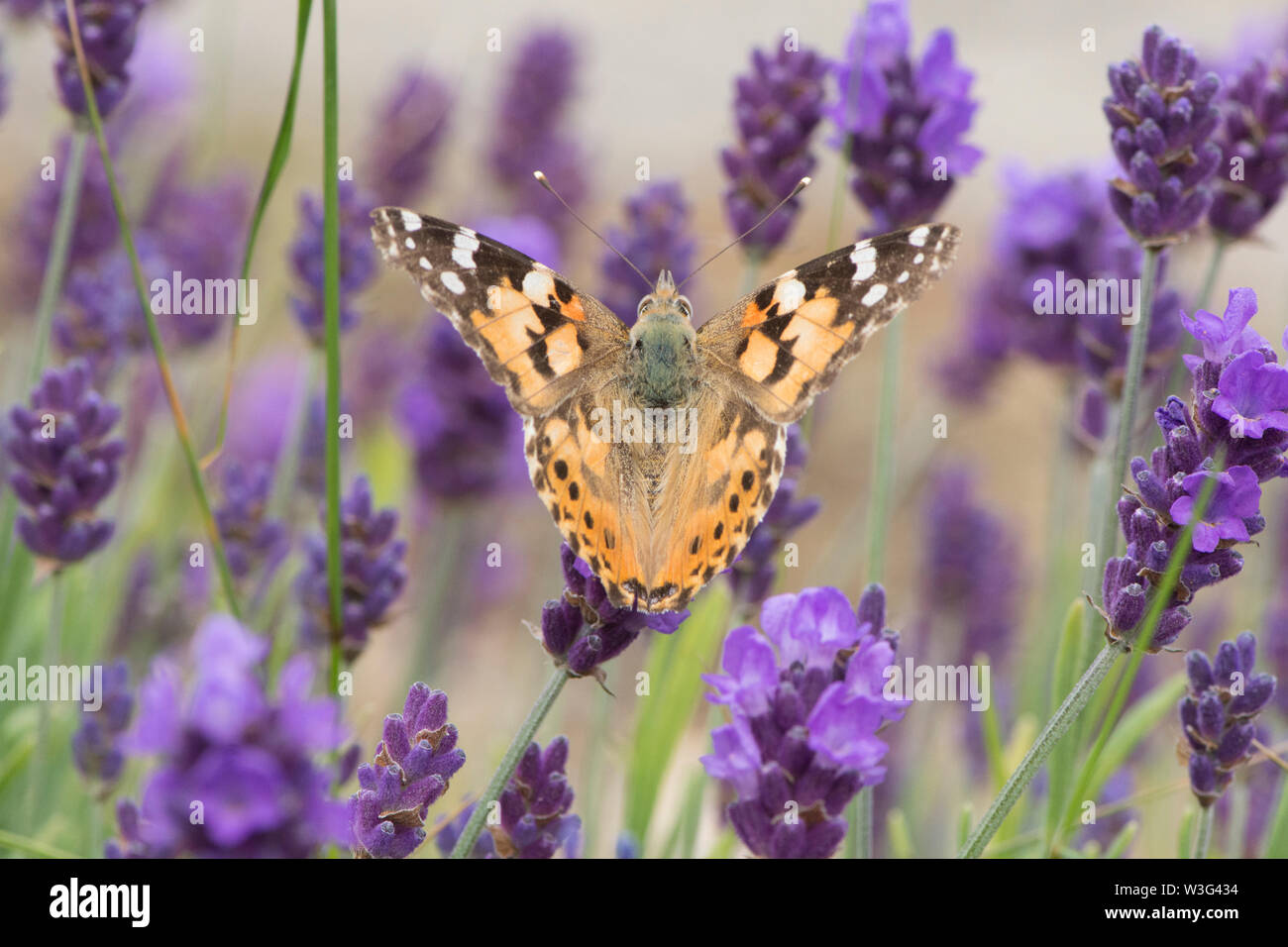 Painted Lady Butterfly, Vanessa cardui, Lavendel, Neu eingetroffen, migriert, Flügel geöffnet und zeigt nach oben, obere, Sussex, UK, Juni Stockfoto