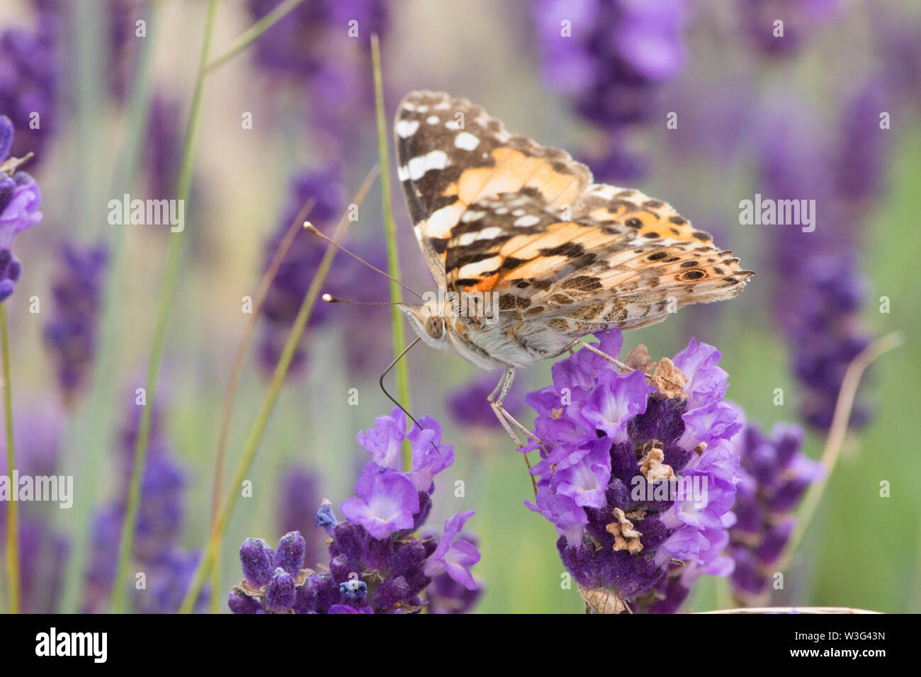 Painted Lady Butterfly, Vanessa cardui, Lavendel, Neu eingetroffen, migriert, Sussex, UK, Juni Stockfoto