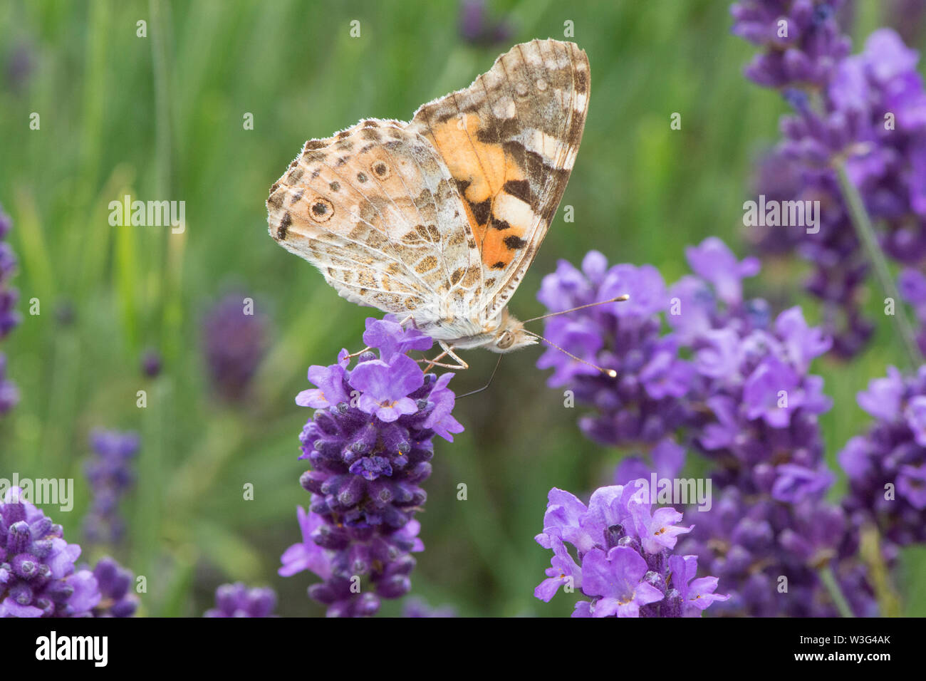 Painted Lady Butterfly, Vanessa cardui, Lavendel, Neu eingetroffen, migriert, Unterseite von geschlossenen Flügeln, Sussex, UK, Juni Stockfoto