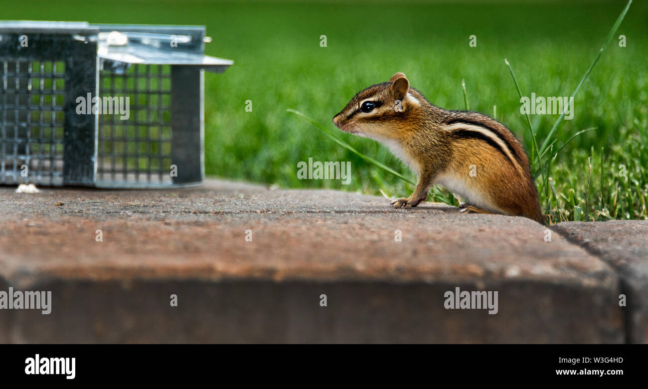 Backyard-Chipmunk-Falle. Streifenhörnchen, kurz vor dem Eintritt in eine humane Falle. Siehe Bild-ID:W3G4HE für die Aufnahme, wie Chipmunk für den Köder (eine Blaubeere). Stockfoto