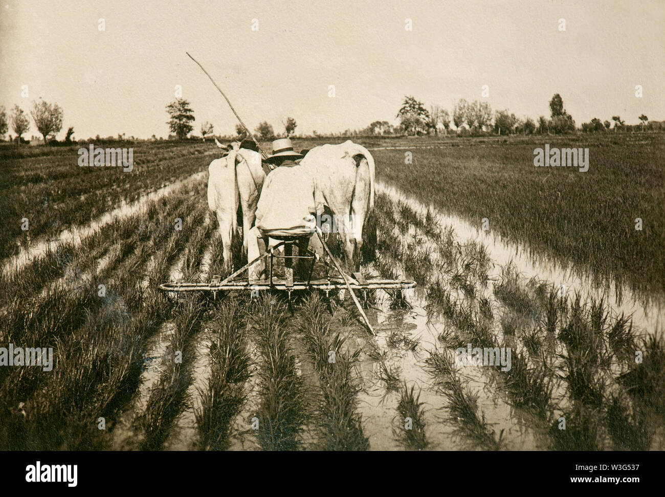 Italienische ländliche Welt der Vergangenheit: Arbeit in Reisfeldern (Vercelli, Italien, 1930) Stockfoto