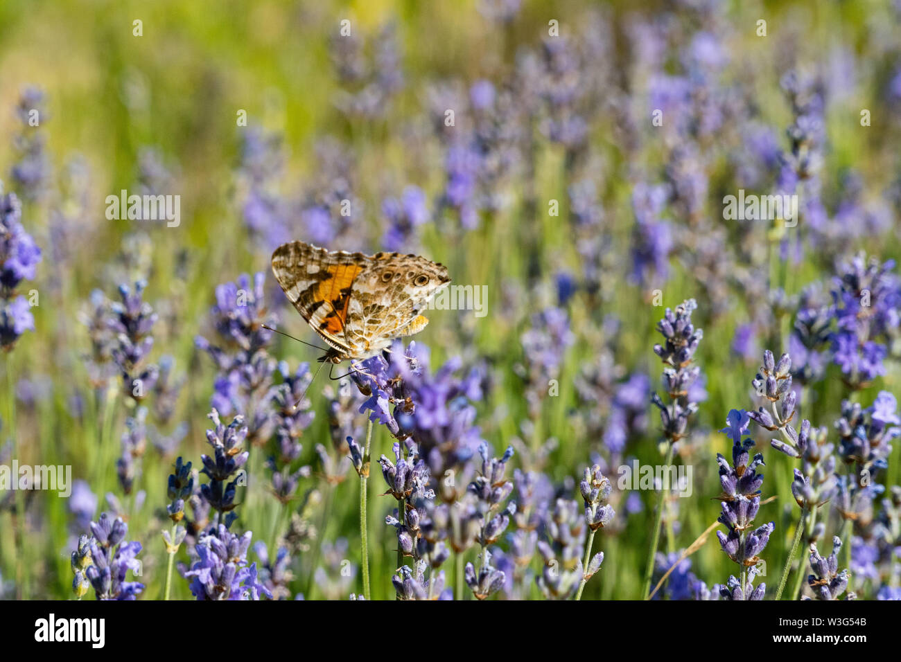 Ein bunter Schmetterling mitten in einem Lavendelfeld - Natur im Sommer Stockfoto