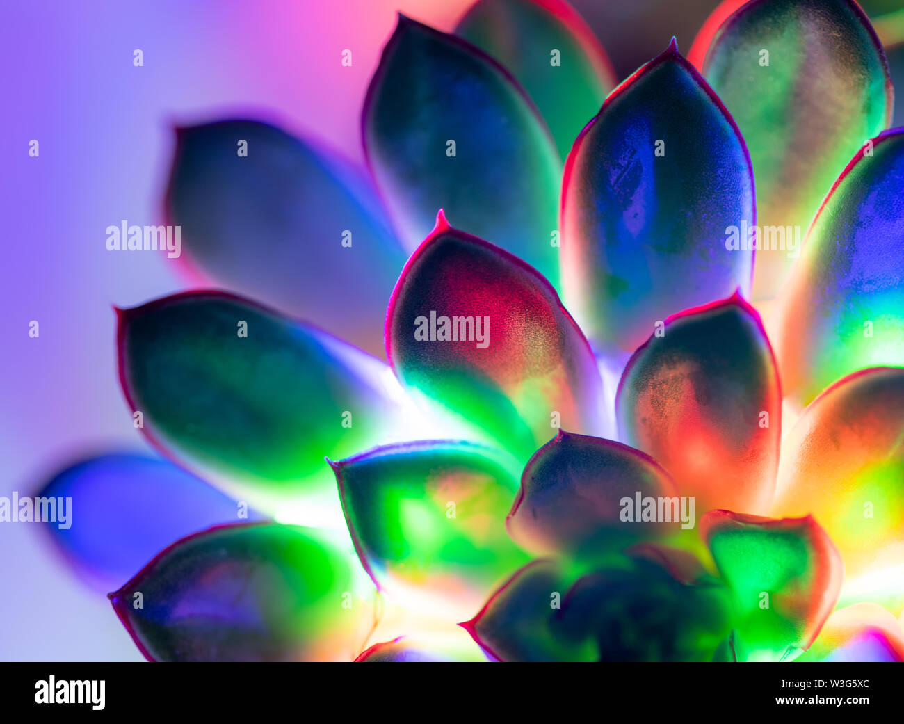 Trendy neon Hintergrund mit bunten sukkulente Pflanze. Stockfoto