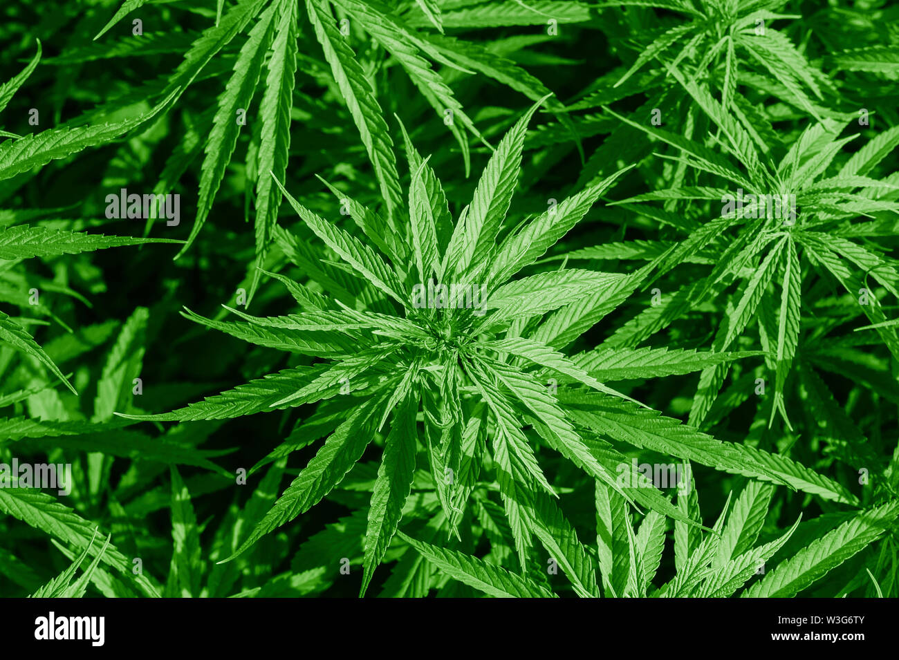 Cannabis Sativa Indica Stockfotos & Cannabis Sativa Indica Bilder - Alamy