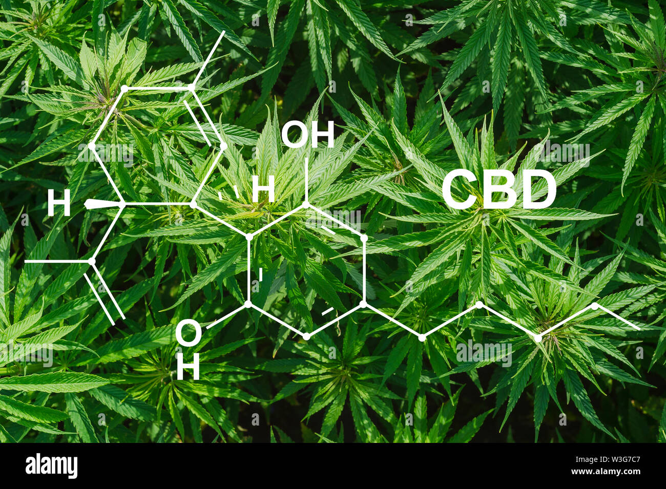 Cannabis des Formel CBD Cannabidiol. Konzept der Verwendung von Marihuana für medizinische Zwecke Stockfoto