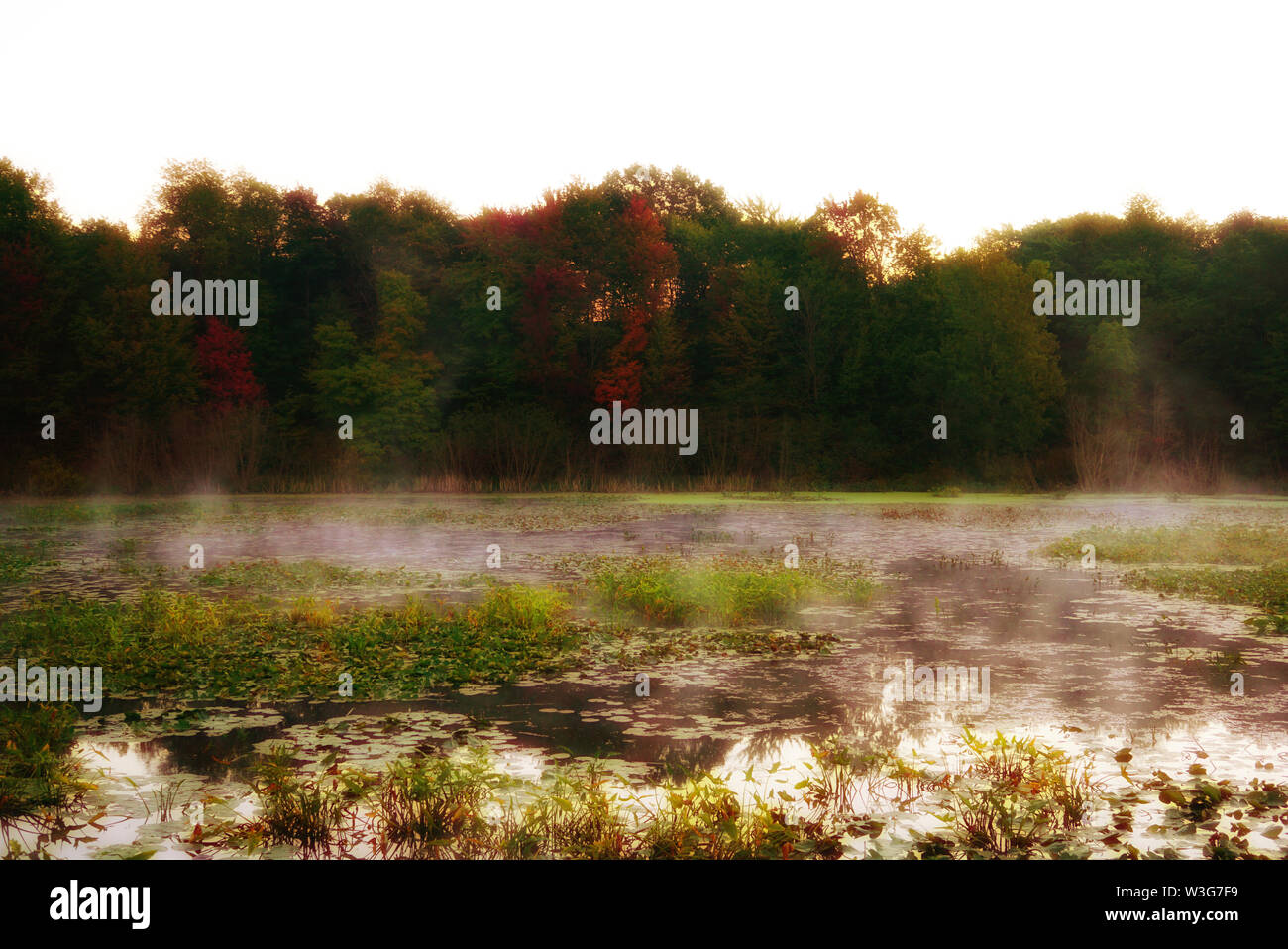 Märchen Wald hinter einem nebligen See. Seerosen wachsen auf der Oberfläche des Wassers. Mystische Morgenröte in USA, Michigan Stockfoto